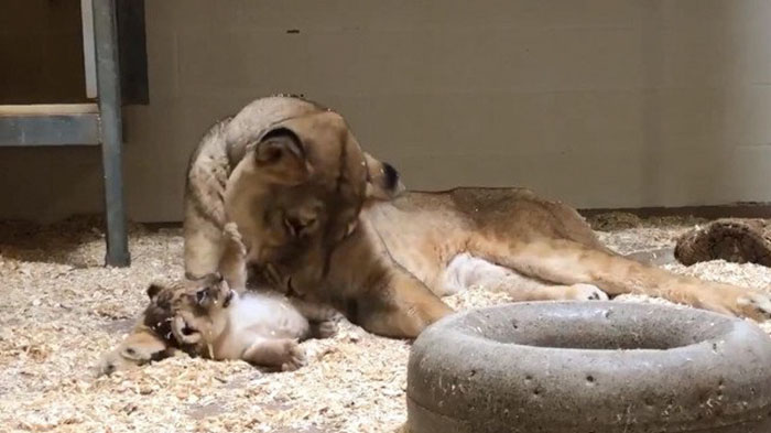 lion lioness and cub