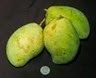 mangga indramayu