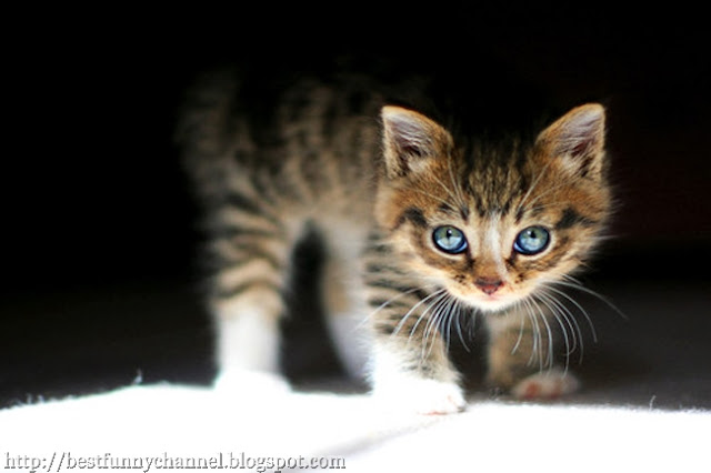 Cute kitten.