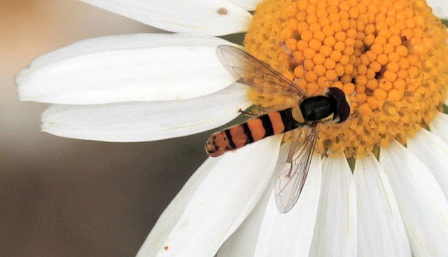 Gewöhnliche Langbauchschwebfliege