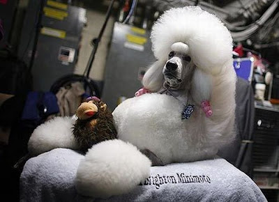 Worst Dog Haircuts Ever