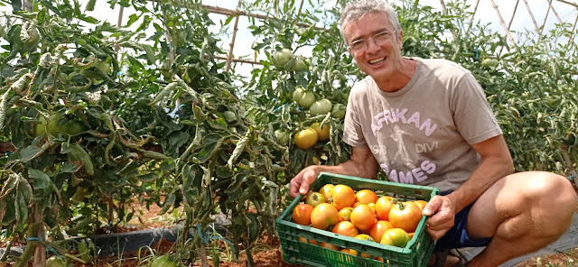 Recolectando tomates en el huerto.