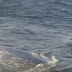 Δύτης πάει δίπλα σε μια τεράστια φάλαινα για να την απεγκλωβίσει από δίχτυα