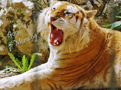 hi-good-morning-from-golden-tiger