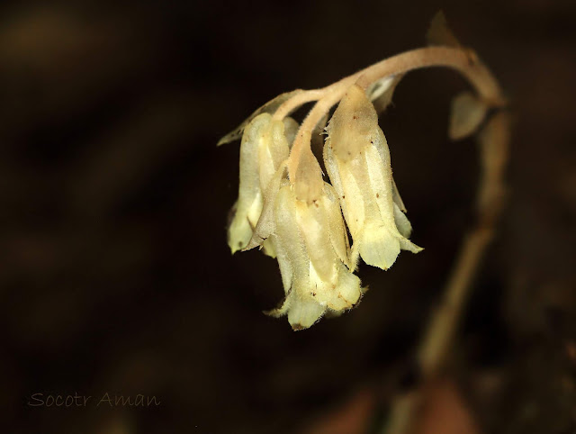 Monotropa hypopithys