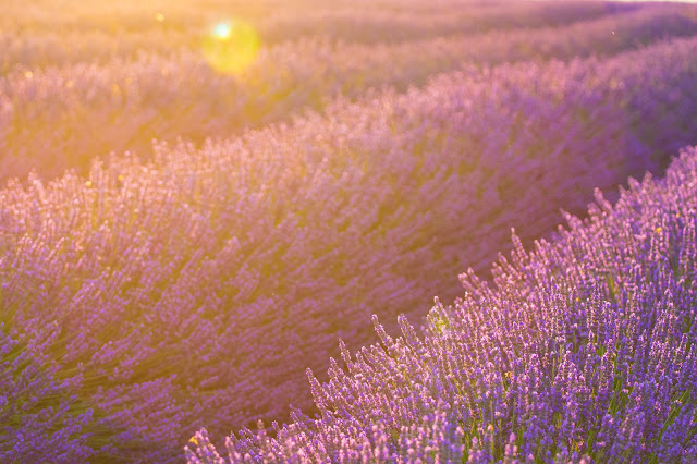 Valensole-Campi di lavanda al tramonto