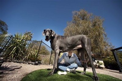 Gran Danés de Arizona es el perro más alto del mundo