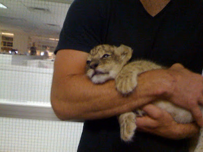 Beautiful lion cub to adopt