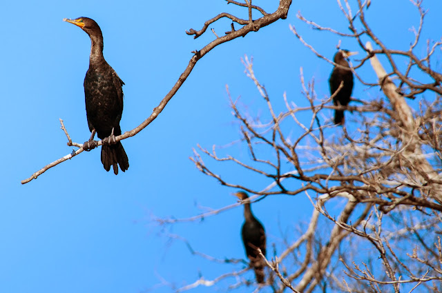 Neotropic Cormorants, Colleyville Nature Center