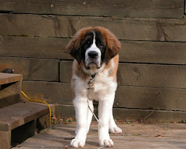 Saint Bernard Dogs Wallpapers 3