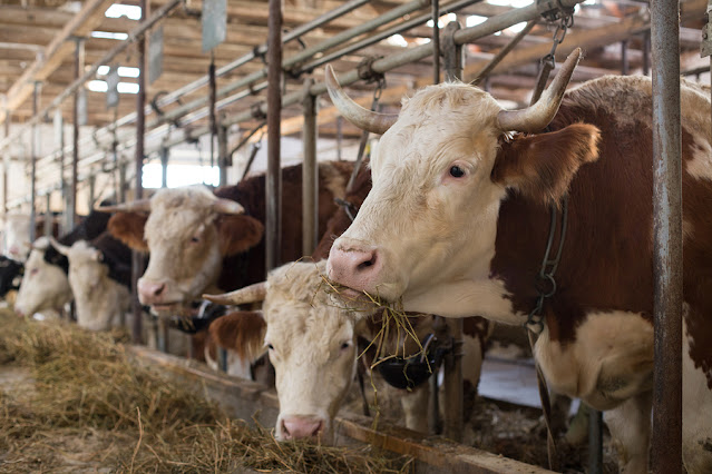 Peluang Usaha Sapi Potong & Analisa Usahanya