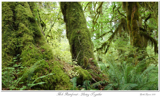 Hoh Rainforest:  Living Together