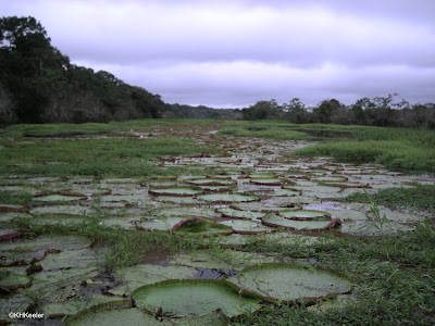 Victoria amazonica, giant water lily