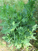 Πετρομάρουλο-Lactuca serriola