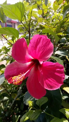 Hibiscus (Rumah Bunga Neisha)