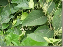 Bee visiting knotweed