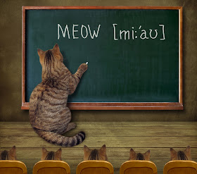 Cat writes "meow" on a chalkboard