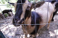 Nigerian Dwarf goat peering through fence