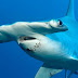 WORLD 10 Most Dangerous Sharks