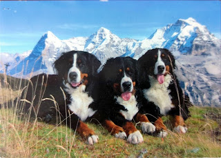 How to write a postcard: example postcard of 3 dogs in the Alps of Switzerland