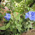 Descubra 10 flores que são naturalmente azuis
