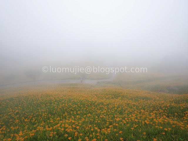 Hualien Sixty Stone Mountain daylily flowers