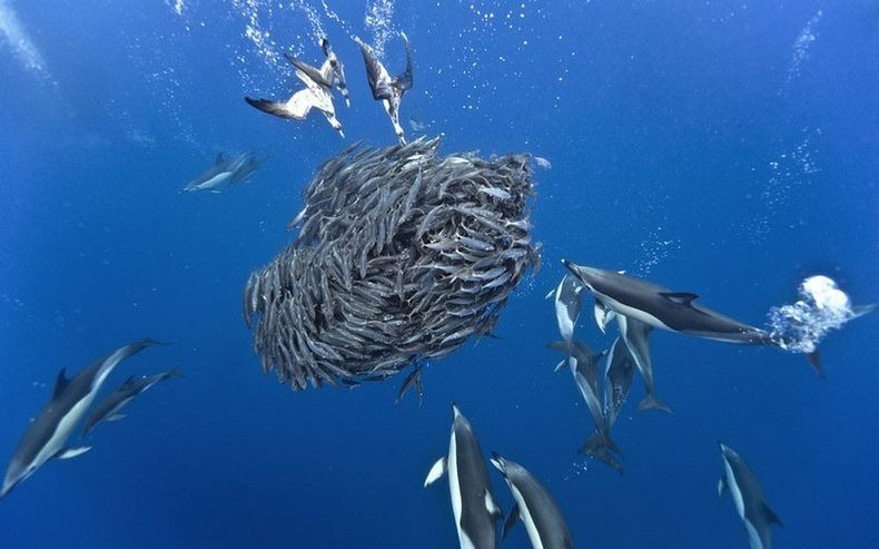 shark-and-mackerel-0