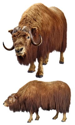 Muskox facts and information