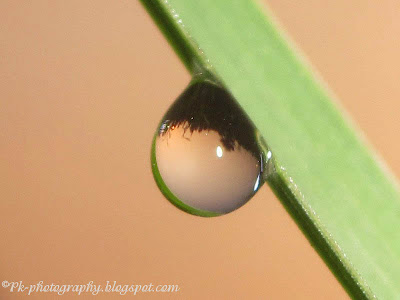 Dew Drop Picture