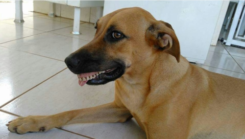 Cachorra encontra dentadura, encaixa na boca e foto viraliza