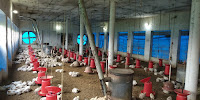 poultry farm for sale chicken farm for sale poultry farm for lease poultry farm on lease poultry farm for sale near me 2 poultry farms for sale chicken farm near me for sale chicken houses for sale near me chicken farm for sale near me egg farm for sale broiler farm for sale old poultry farm for sale poultry houses for sale poultry farm for sale by owner poultry farm land for sale layer farm for sale chicken poultry farm for sale broiler chicken farms for sale chicken farm for lease farm poultry for sale chicken barns for sale new listings poultry farm for sale large poultry farm for sale hen farm for sale commercial poultry houses for sale commercial chicken houses for sale farm chicken for sale near me broiler chicken houses for sale chicken breeder farm for sale rainbow chicken farms for sale broiler breeder farms for sale chicken egg farm for sale poultry barns for sale poultry houses for sale near me chicken farm for sale in cullinan broiler houses for sale sanderson poultry farms for sale chicken for sale farm poultry breeder farms for sale large poultry houses for sale small chicken farm for sale chicken farm for sale by owner farms chicken sale farm sale chicken