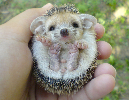 Baby Animals Pictures on The Baby Hedgehog Pics I Found Were Irresistibly Cute  Like Awwww X