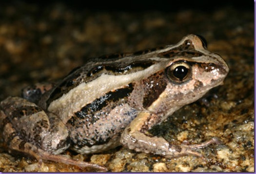 0607-LF-frog-Crinia_signifera-CRW_2834