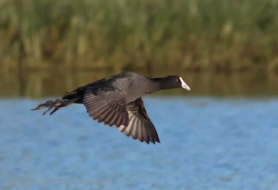Red-knobbed coot in flight - Diep River / Woodbridge Island - Copyright Vernon Chalmers