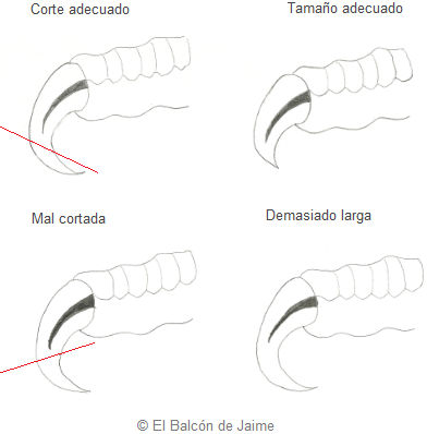 Cómo cortar las uñas en periquitos