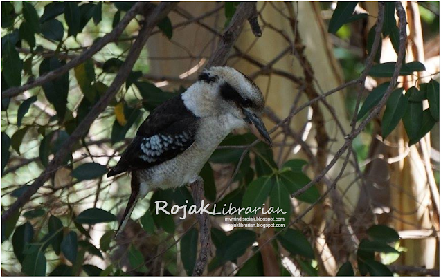 Kookaburra