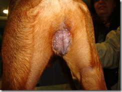 herpesvirus cucciolo (3)