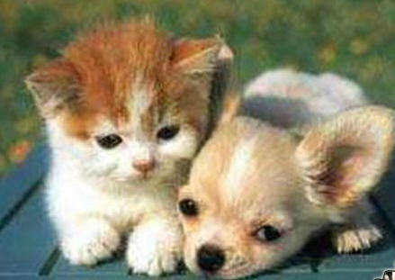 pictures of puppies and kittens. cute puppies and kittens