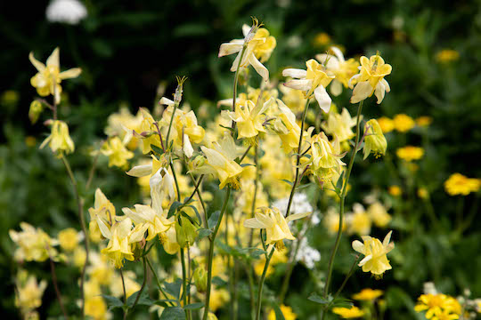 Yellow Columbine