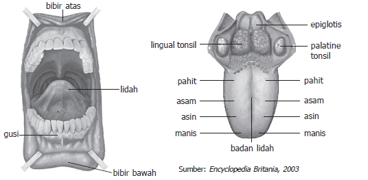 lidah