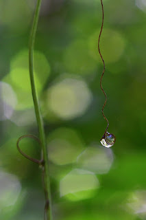 tendril with dew drop and bokeh background