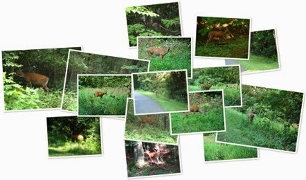 View Saw Deer 08-14-2014