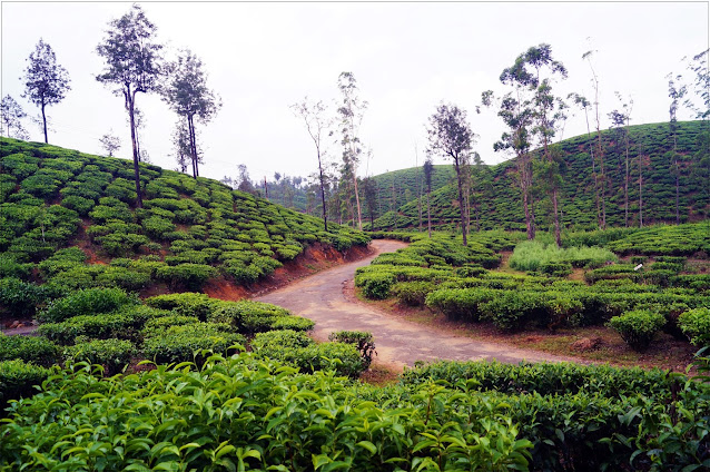 Kerala Nature Images