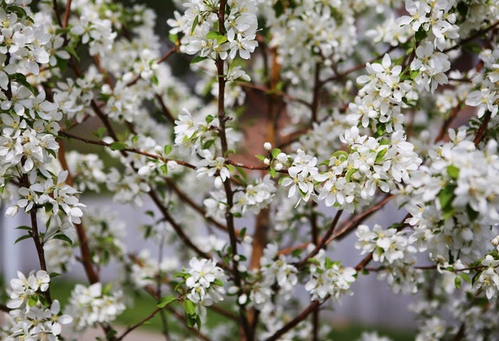 20140527 popcorn tree (33) edit