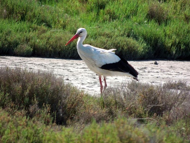 ParcOrnithologiqueCamargueWeissstorch