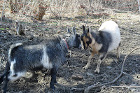 Nigerian Dwarf Goats playing