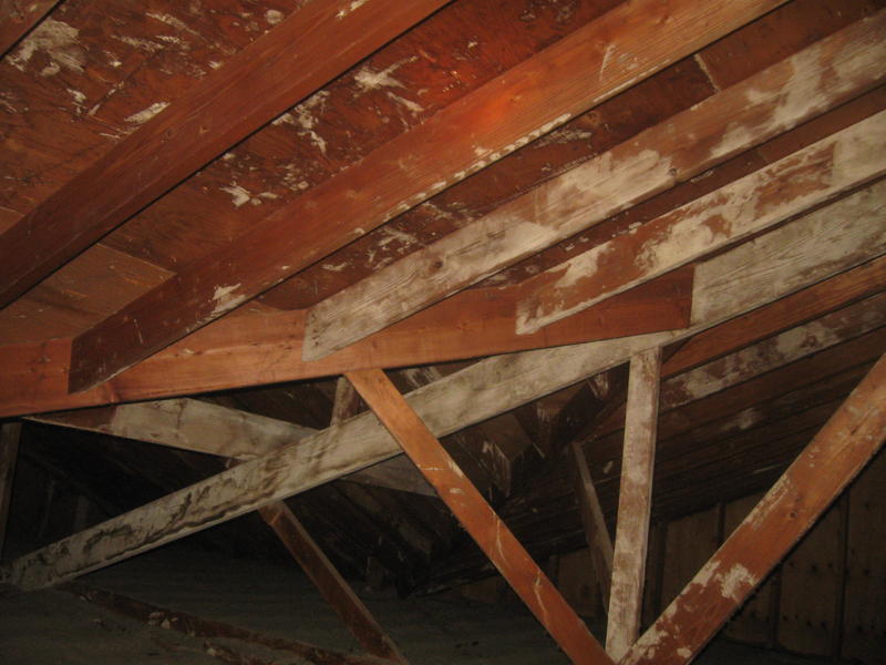 White+Mold+In+Attic