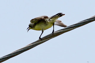 "Purple Sunbird - Cinnyris asiaticus, mating display maneuver."