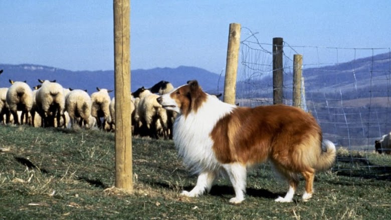 Lassie : Des amis pour la vie 1994 HQ
