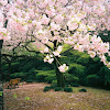 Bunga Sakura Jepang / 10 Potret Kecantikan Bunga Sakura di Jepang, Romantis dan ... : Bunga sakura memang tak hanya terdapat di negara jepang.